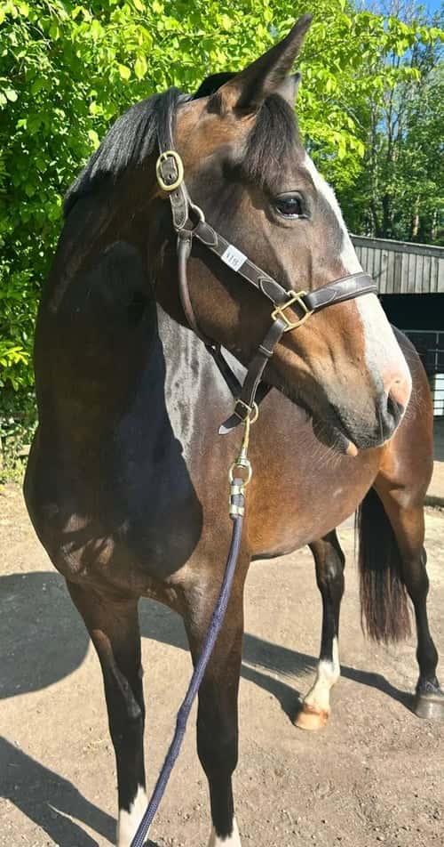 Bild av Fälttävlan, ungdjur och hoppning