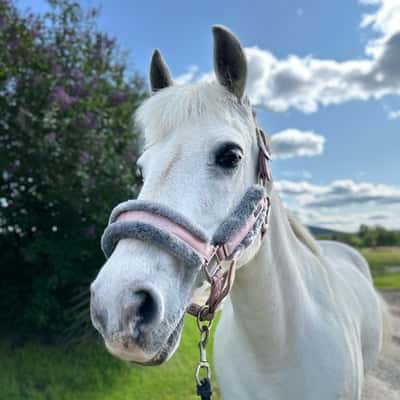 Munsboro martins girl