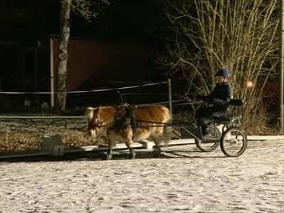 Inlägg 22 av Sportkörning med titeln Körlektion med lillmatte! 💕