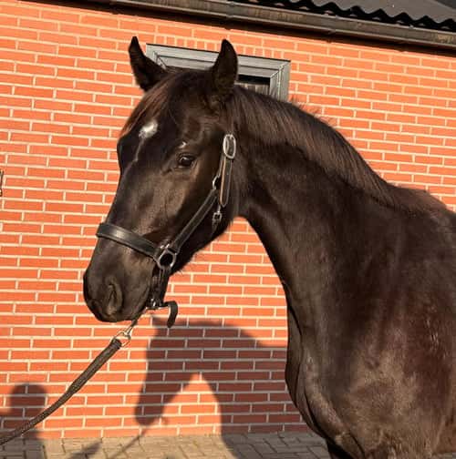 Bild av Lovande 3-årig dressyrsto – Sir Elton x San Amour