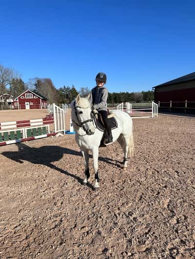 Inlägg 6 av Connemara med titeln Vi får hem finaste Lilsi