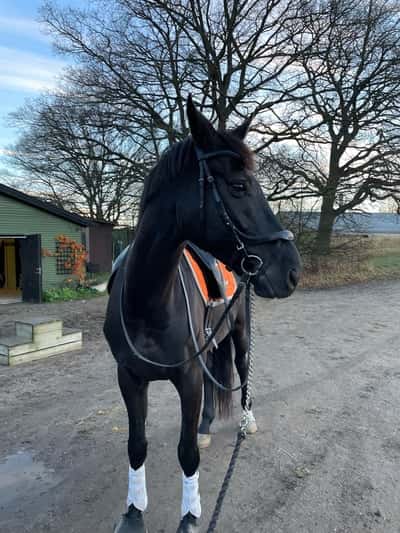 Inlägg 10 av Westfahler med titeln Ny på Floccs 