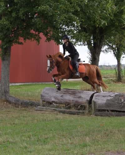 Inlägg 21 av Fälttävlan med titeln Terrängträning för Ted Velander❤️