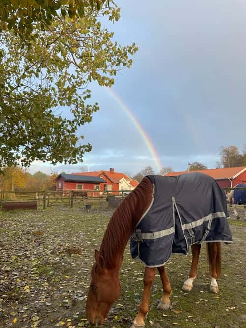 Bild av Fin ridtravare med stor potential❤️💫