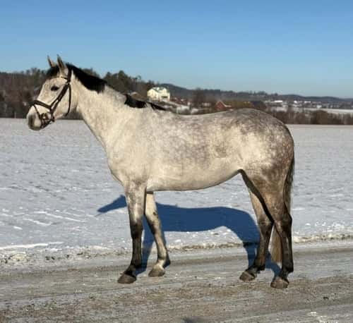 Bild av Personligt sto söker sin nya ryttare