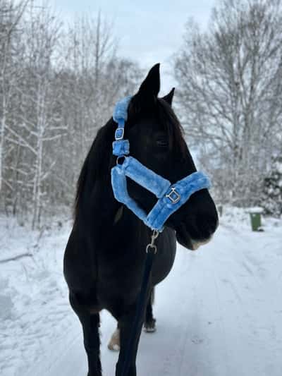 Post 18 of Endurance riding with title Miljöträning & longering