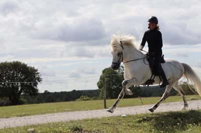 Inlägg 13 av Island