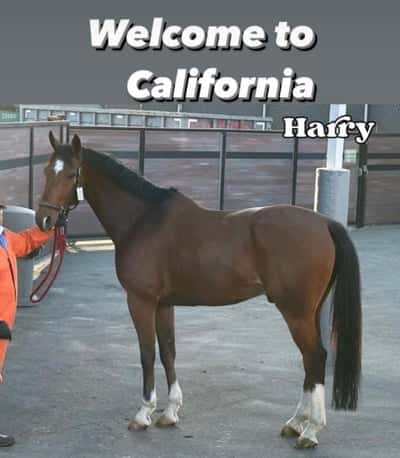 Inlägg 17 av American Curly med titeln Harry moved to Carlifonia 🌴❤️