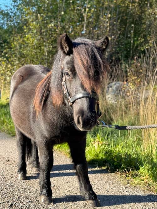 Bild av Snäll och trevlig shetlandsponnyvalack