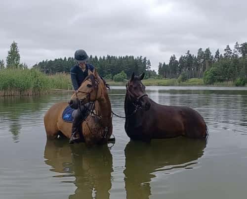 Bild av Fantastisk fälttävlansponny