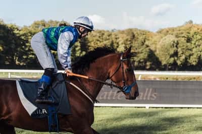 Inlägg 1 av Galopp med titeln Harry 😻🐴👍