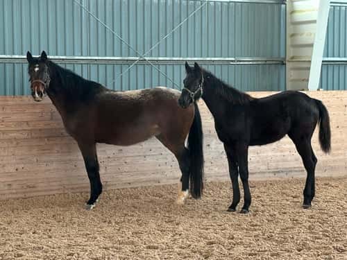 Bild av Trevlig kille söker nytt hem