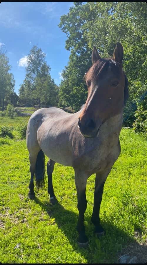 Bild av Äldre sto söker för alltid hem