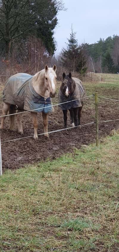 Inlägg 8 av Quarterhäst med titeln Skitgrisar