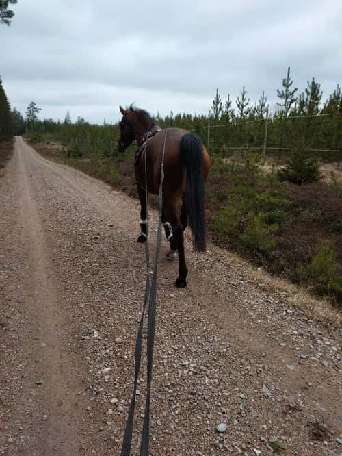 Bild av 6åringt sto