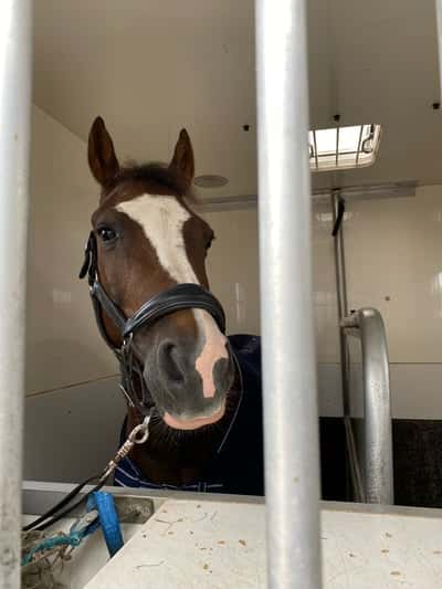 Inlägg 12 av Welsh Cob med titeln Älsklings ponnyn🧸
