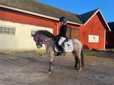 Post 267 of Show jumping with title Hopptävling