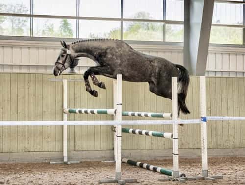 Bild av SWB-sto för hoppning