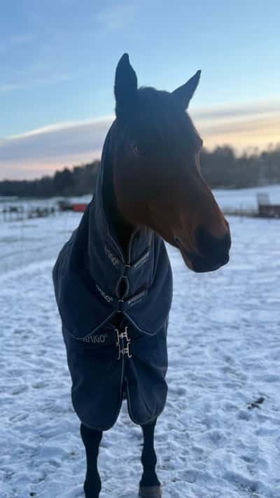 Inlägg 22 av Irländsk ridponny med titeln 💕💕