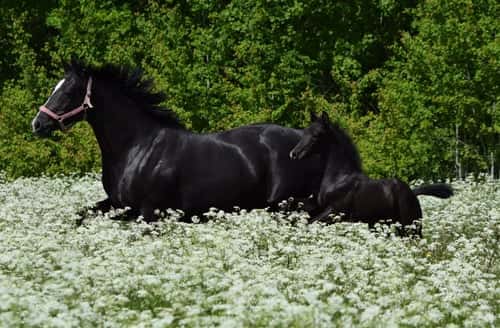 Bild av Snygg svart hingst ur ett fantastiskt prestationsmöderne