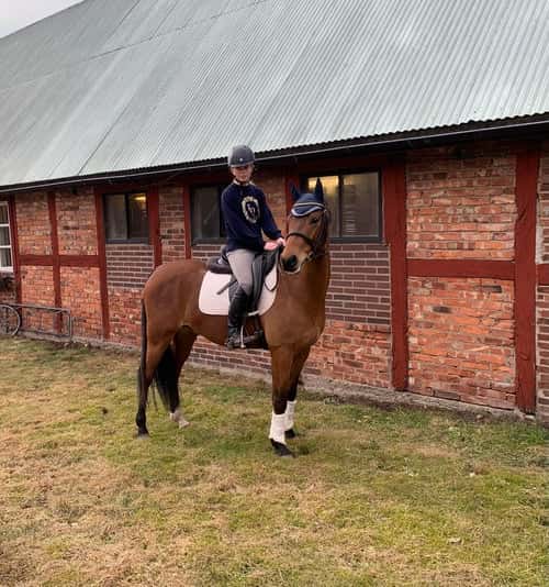 Bild av Lovande allroundponny söker 5 stjärnigt hem ✨