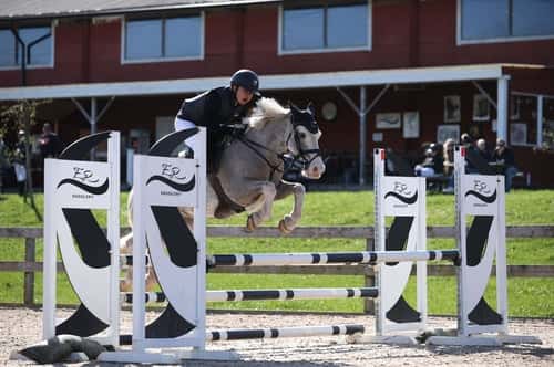 Bild av Världens snällaste B-ponny söker sitt nya hem!