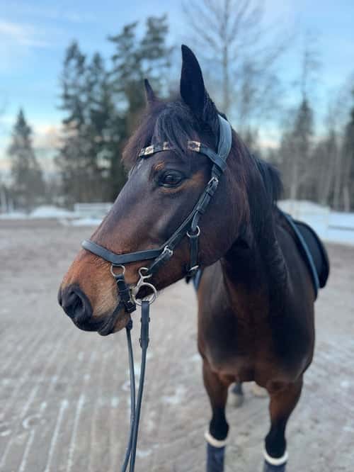 Bild av Supertrevligt sto som söker sin nästa lilla ryttare