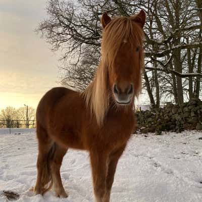 Tvístjarna från Rooslunda