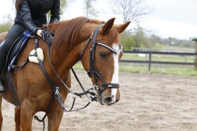 Inlägg 6 av Engelskt Fullblod med titeln Hopptävling 