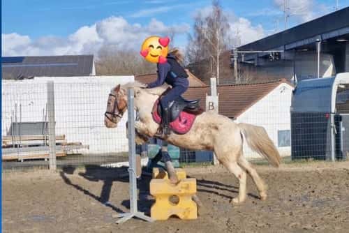 Bild av Trygg barnponny 10 år – redo att bli familjens hjärta 🌸