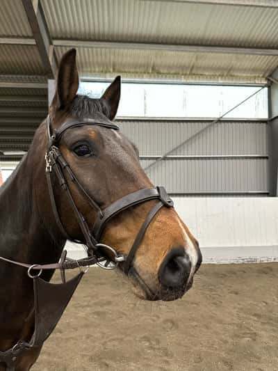 Post 18 of Halfblood