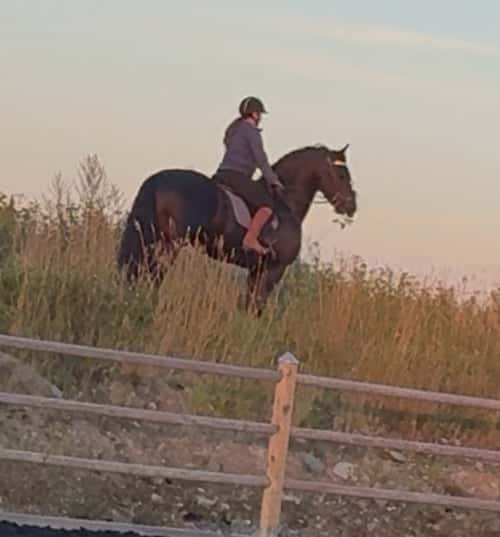 Bild av Frieser Hingst 