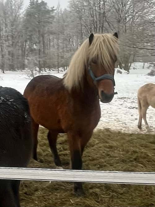 Bild av Rejäl unghäst redo för att bruka allvar