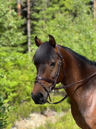 Inlägg 18 av Allround