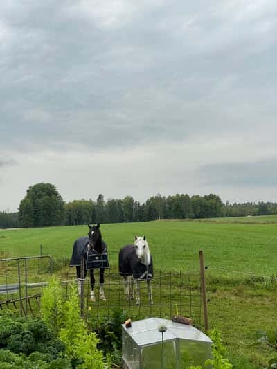 Inlägg 5 av Frihetsdressyr med titeln Nöjda killar som fått massage idag