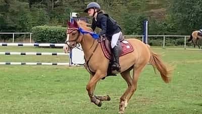 Post 348 of Show jumping with title Antos La’mia