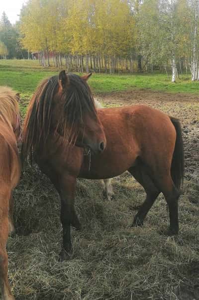 Inlägg 2 av Kaspisk Häst med titeln Berra