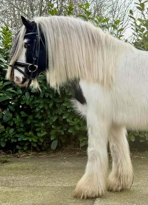 Bild av Världens goaste lilla kille med ett okomplicerat temperament ⭐️