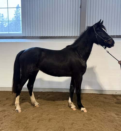 Image of Framtida stjärna, i fas inför 3-årstestet