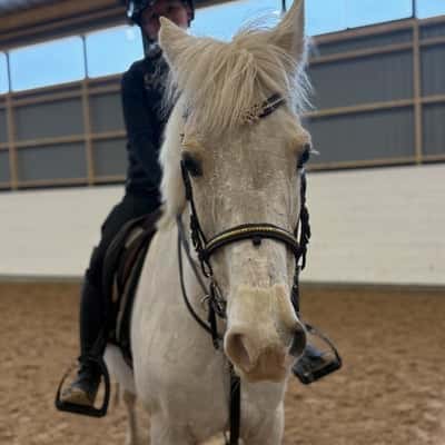 Inlägg 3 av Fälttävlan med titeln Fina bilder på Goldie