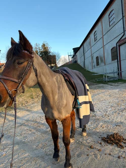 Bild av Bästa vän tillsalu