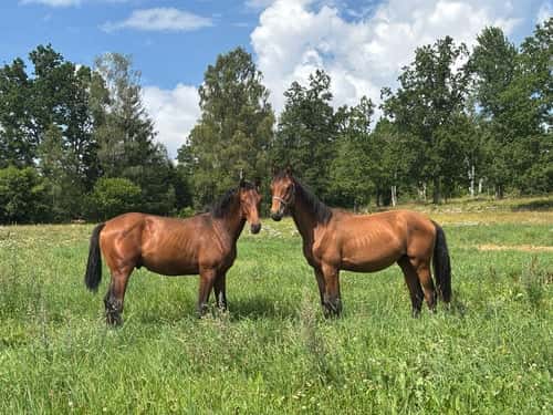 Bild av Din nästa dressyrhäst