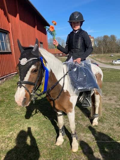 Post 212 of Show jumping with title Vinst 🥇 bästa puh ❤️‍🩹❤️‍🩹❤️‍🩹