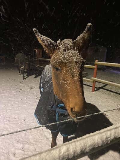 Inlägg 3 av Mula med titeln Bruno snö ⛄️ 🥀