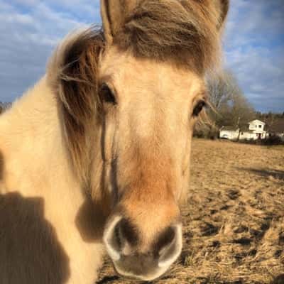 Blúnda frá sölvholti