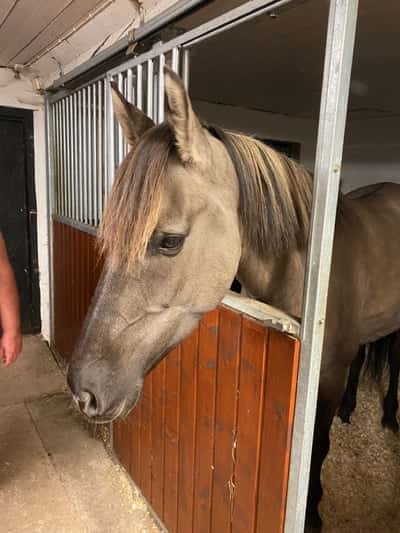 Inlägg 9 av Kigermustang med titeln Välkommen 