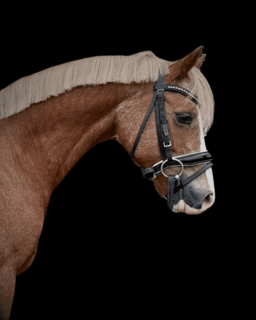 Bild av 🌟 Maxad B-ponny sto 15 år