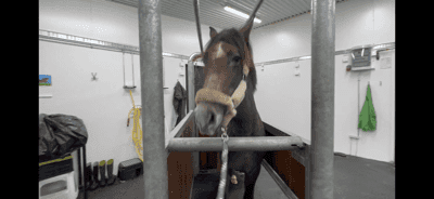 Inlägg 12 av Lusitano med titeln Rebell kastrerades