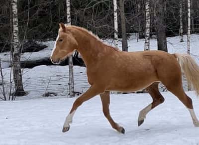 Inlägg 104 av Allround med titeln Parvel💛