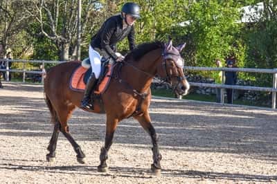 Horsvangs Sparkling Dancer